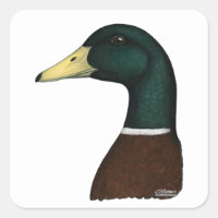 Mallard Drake Head
