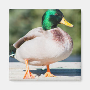 Mallard Drake Magnet