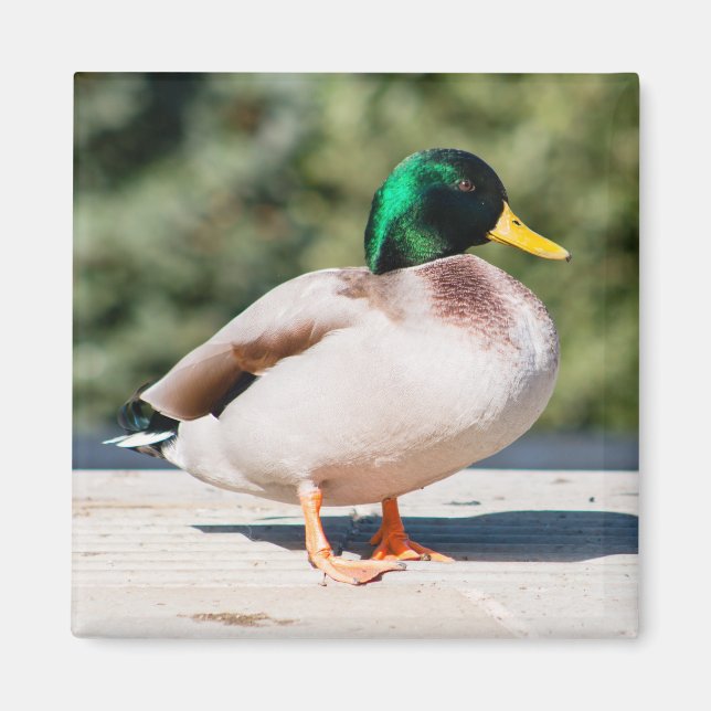 Mallard Drake Magnet (Front)