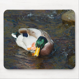 Mallard Drake Mouse Pad