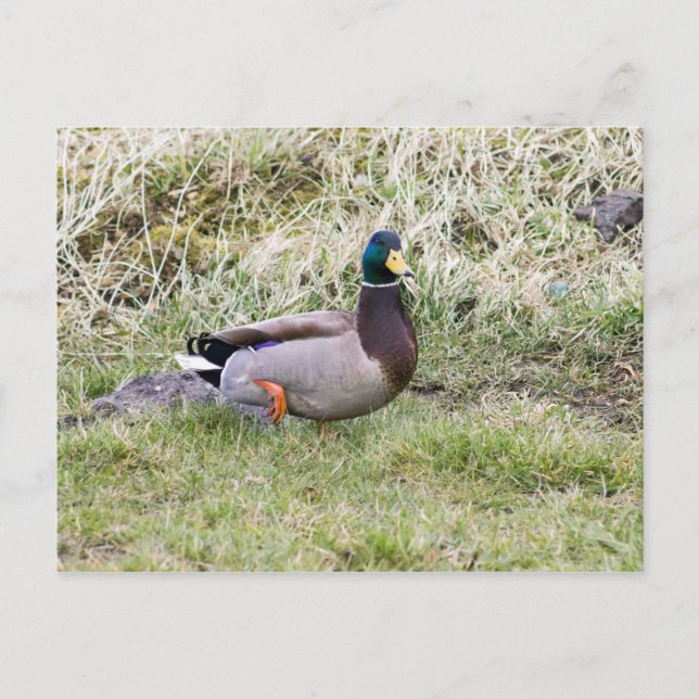 Mallard Drake Postcard (Front)