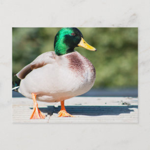Mallard Drake Postcard