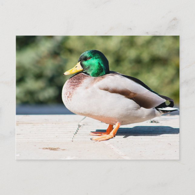 Mallard Drake Postcard (Front)