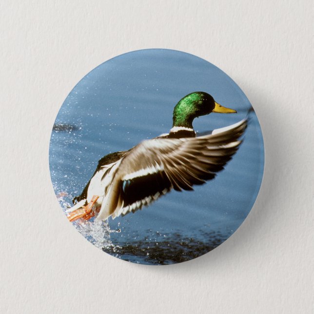 Mallard Drake Takes Flight 2 Inch Round Button (Front)
