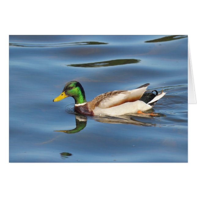 Mallard Duck (Front Horizontal)