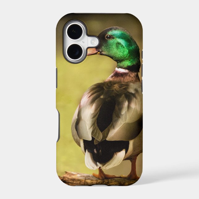 Mallard Duck (Back)