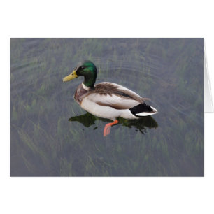 Mallard Duck