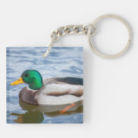 Mallard Duck