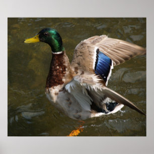 mallard duck about to fly poster