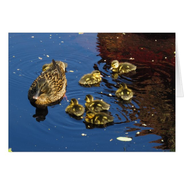 Mallard Duck and Ducklings (Front Horizontal)