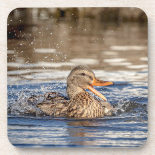 Mallard Duck at Downing Park Coaster