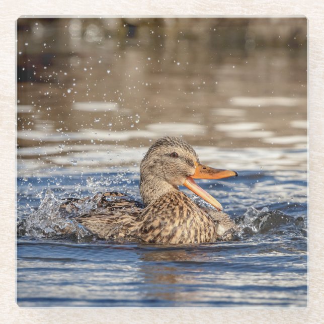 Mallard Duck at Downing Park Glass Coaster (Front)
