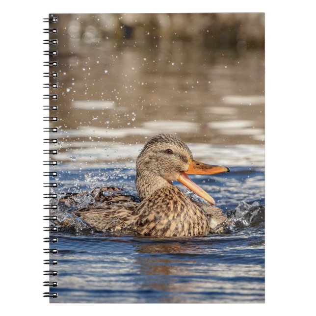 Mallard Duck at Downing Park Notebook (Front)
