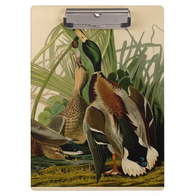 Mallard Duck Audubon Bird Painting Clipboard (Front)