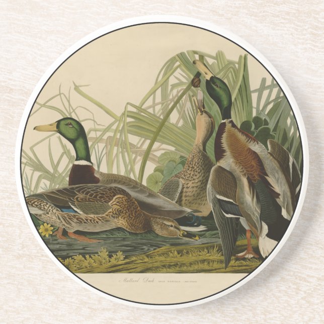 Mallard Duck Audubon Bird Painting Coaster (Front)