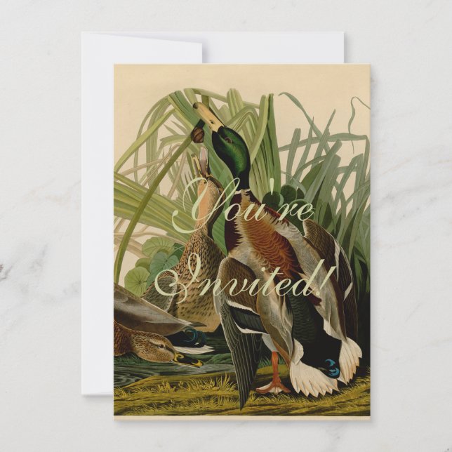 Mallard Duck Audubon Bird Painting Invitation (Front)