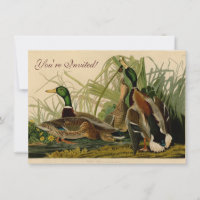 Mallard Duck Audubon Bird Painting