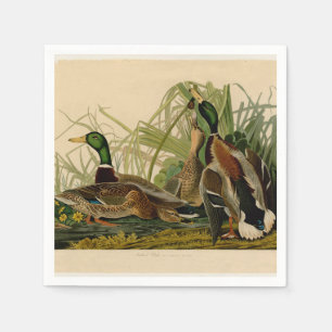 Mallard Duck Audubon Bird Painting Napkin