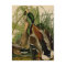 Mallard Duck Audubon Bird Painting