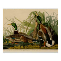 Mallard Duck Audubon Bird Painting
