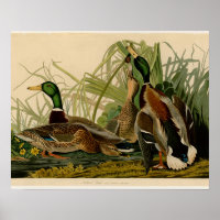 Mallard Duck Audubon Bird Painting