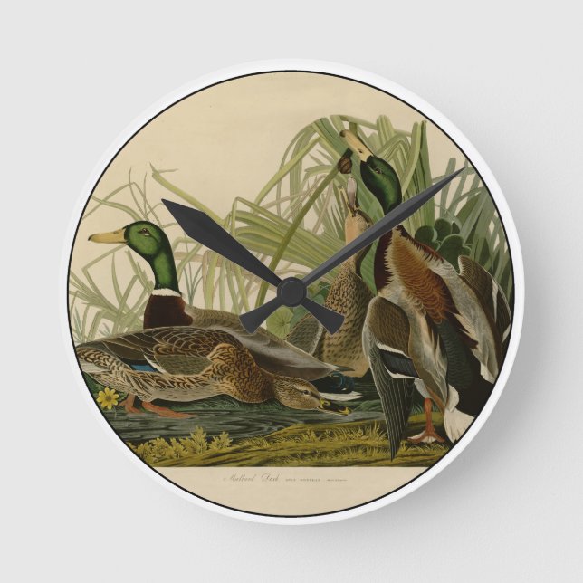 Mallard Duck Audubon Bird Painting Round Clock (Front)