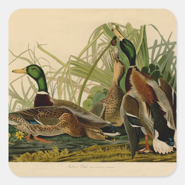 Mallard Duck Audubon Bird Painting Square Sticker (Front)
