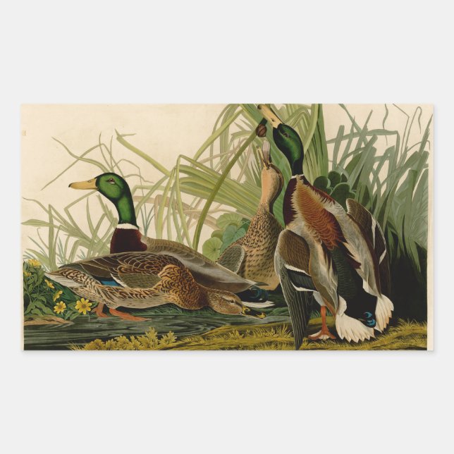 Mallard Duck Audubon Bird Painting Sticker (Front)