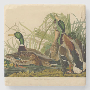 Mallard Duck Audubon Bird Painting Stone Coaster