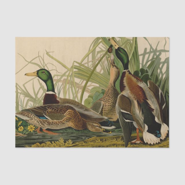 Mallard Duck Audubon Bird Painting Tissue Paper (Front)