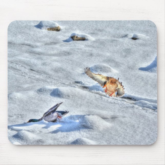 Mallard Duck Birdlover Wildlife Photo Mouse Pad (Front)