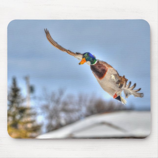 Mallard Duck Birdlover Wildlife Photo Mouse Pad (Front)