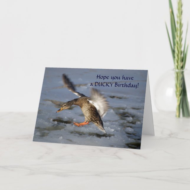 Mallard Duck Birthday Card (Front)