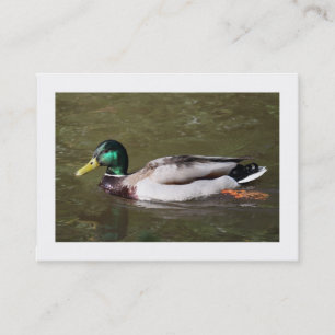 Mallard Duck (Bordered) Business Card