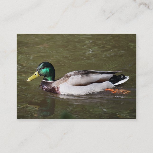 Mallard Duck Business Card (Front)