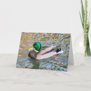 Mallard Duck. Bute Park, Cardiff, Wales Card