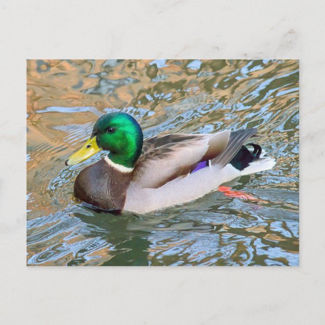 Mallard Duck. Bute Park, Cardiff, Wales Postcard (Front)
