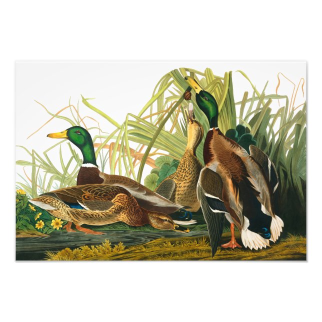 Mallard Duck by John James Audubon Photo Print (Front)