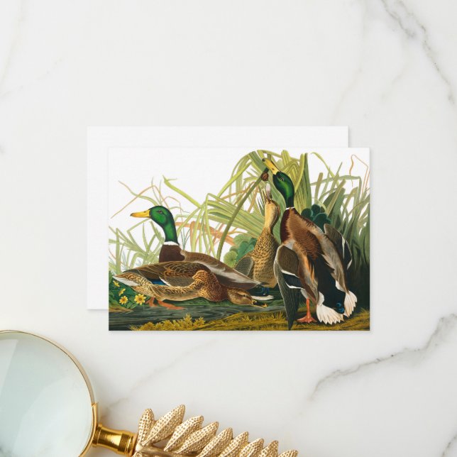 Mallard Duck by John James Audubon Thank You Card (Front/Back In Situ)