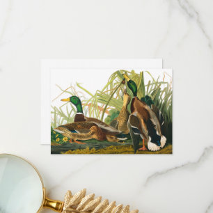 Mallard Duck by John James Audubon Thank You Card