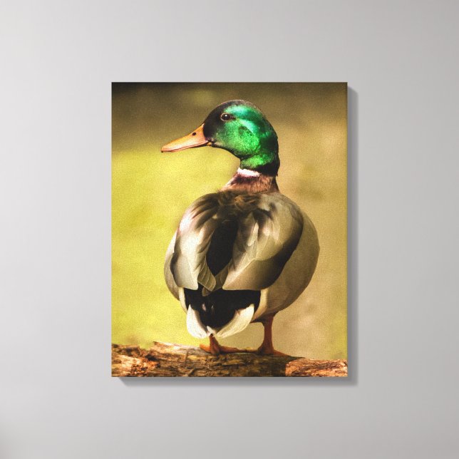 Mallard Duck Canvas Print (Front)