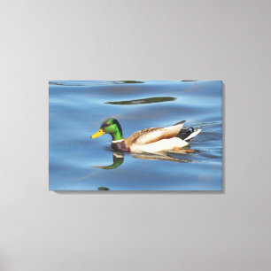 Mallard Duck Canvas Print