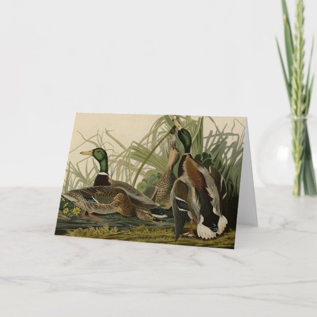Mallard Duck Card (Front)