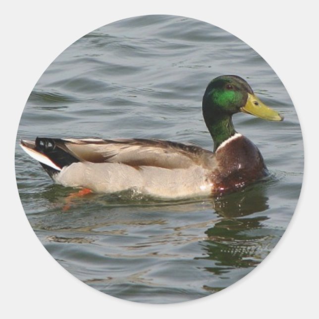 Mallard Duck Classic Round Sticker (Front)