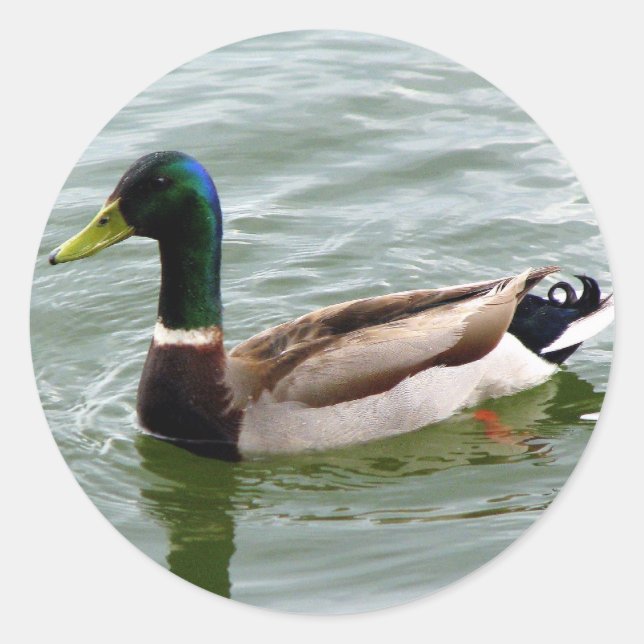 Mallard Duck Classic Round Sticker (Front)