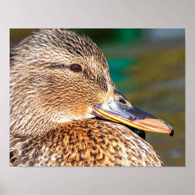 Mallard Duck Close-Up Portrait Poster (Front)
