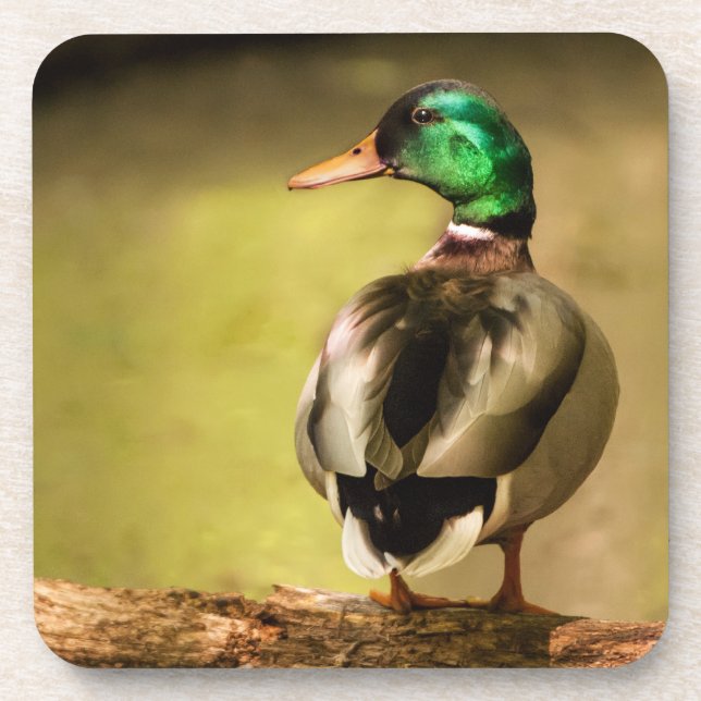 Mallard Duck Coaster (Front)