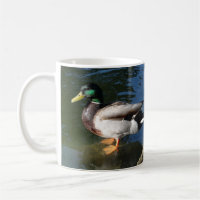 Mallard Duck