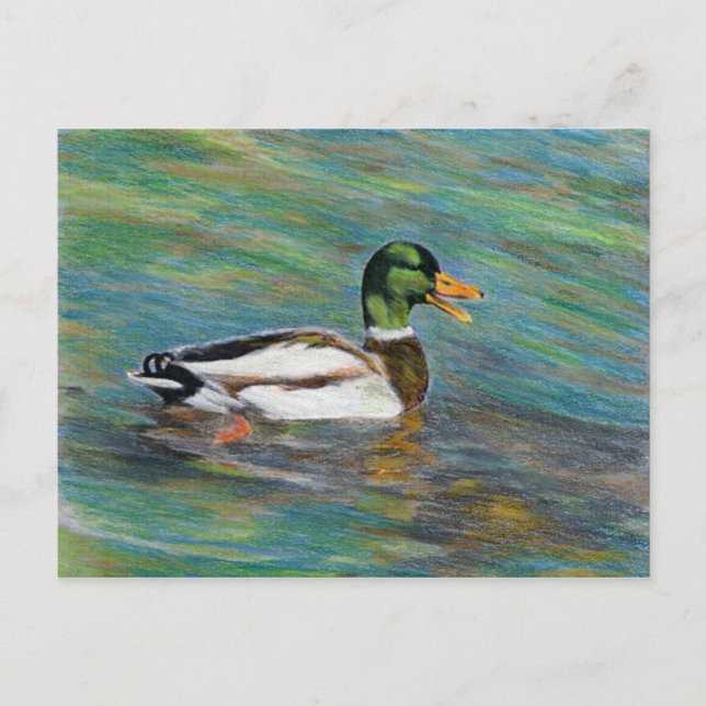 Mallard Duck Coloured Pencil Drawing Postcard (Front)