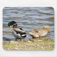 Mallard Duck Couple